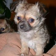 Chihuahua Silkey Lotus