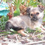 Chihuahua Silkey Lotus