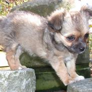 Chihuahua Silkey Lotus