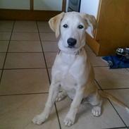 Blanding af racer Cayla