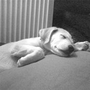 Blanding af racer Cayla