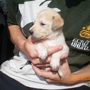 Blanding af racer Cayla