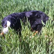Berner sennenhund gainits asalie
