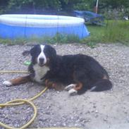 Berner sennenhund gainits asalie