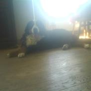 Berner sennenhund gainits asalie