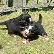 Berner sennenhund Sennendoa's Calvin