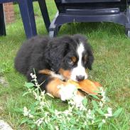 Berner sennenhund Sennendoa's Calvin