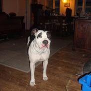 Amerikansk staffordshire terrier dina