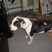 Amerikansk staffordshire terrier dina
