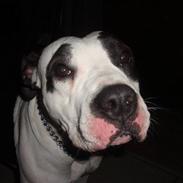 Amerikansk staffordshire terrier dina