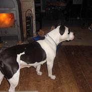 Amerikansk staffordshire terrier dina