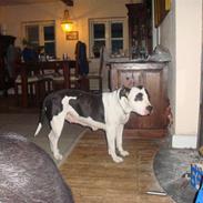Amerikansk staffordshire terrier dina