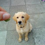 Golden retriever Bella