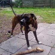 Blanding af racer Chucky (01.01.06)