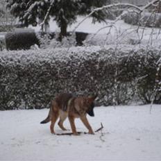 Schæferhund Freja - gået bort -