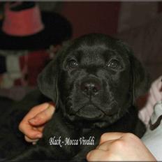 Labrador retriever black-mocca Vivaldi
