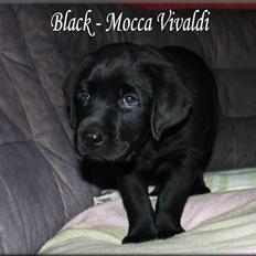 Labrador retriever black-mocca Vivaldi