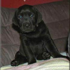 Labrador retriever black-mocca Vivaldi