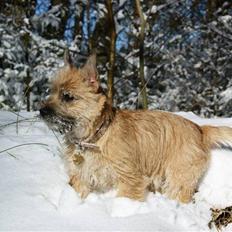 Cairn terrier Stella