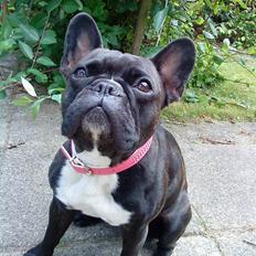 Fransk bulldog Giz