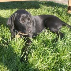 Blanding af racer Basco