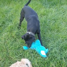 Blanding af racer Basco