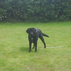 Labrador retriever Basse (himmelhund) rip!
