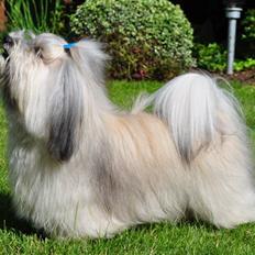 Bichon havanais Happy Friends Yakety Yak 