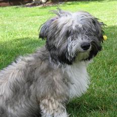 Bichon havanais Happy Friends Yakety Yak 