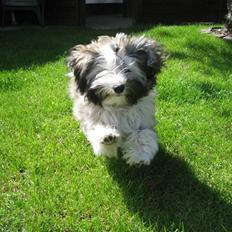 Bichon havanais Happy Friends Yakety Yak 