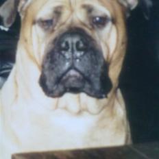 Bullmastiff Bullhalla,s Ophelia R,I,P