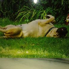 Bullmastiff Bullhalla,s Ophelia R,I,P