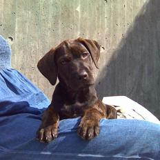 Amerikansk staffordshire terrier Chiko DØD D 24-07-09 :(