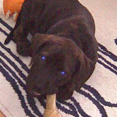 Amerikansk staffordshire terrier Chiko DØD D 24-07-09 :(