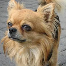 Chihuahua Figo