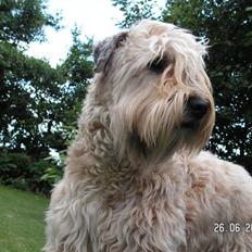 Irish softcoated wheaten terrier Hemi