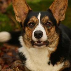Welsh corgi cardigan Team Ulrich's Haps