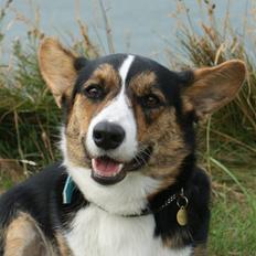 Welsh corgi cardigan Team Ulrich's Haps