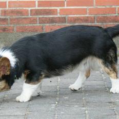 Welsh corgi cardigan Team Ulrich's Haps