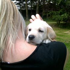 Labrador retriever Nanoq