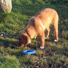 Nova scotia duck tolling retriever Haldor *DØD*