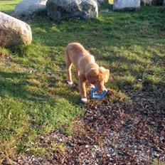Nova scotia duck tolling retriever Haldor *DØD*