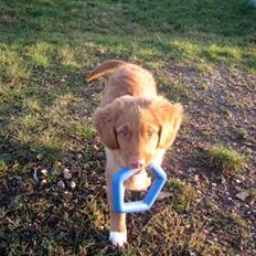 Nova scotia duck tolling retriever Haldor *DØD*