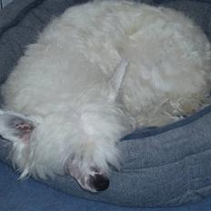 Chinese crested powder puff Inya dreams C'est La Vie