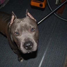 Amerikansk staffordshire terrier vato