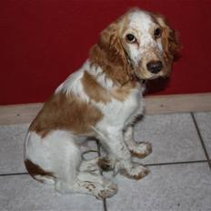 Cocker spaniel Zippo