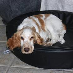 Cocker spaniel Zippo