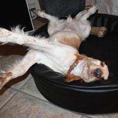 Cocker spaniel Zippo