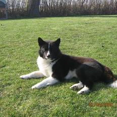 Karelsk bjørnehund Bjørnehuset Samson R.I.P