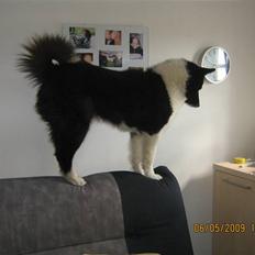 Karelsk bjørnehund Bjørnehuset Samson R.I.P